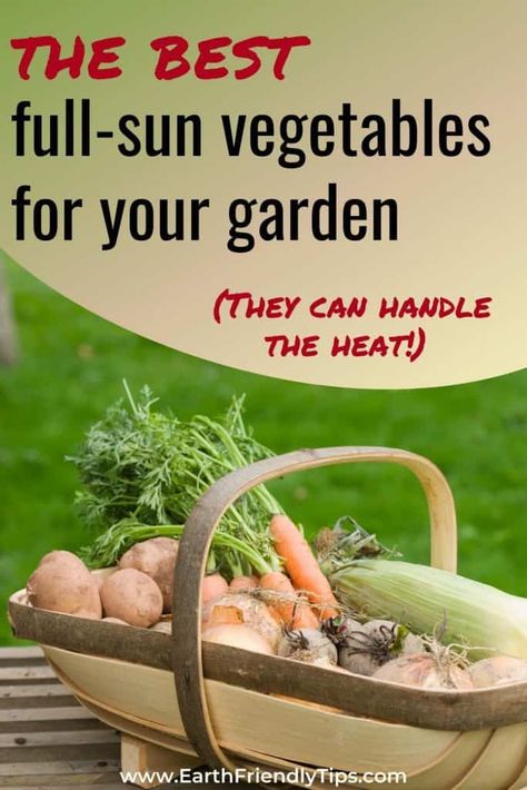 Vegetables Full Sun, Full Sun Garden Vegetables, Full Sun Vegetable Garden, Full Sun Vegetables, Garden Full Sun, Backyard Revamp, Bucket Garden, Full Sun Garden, Cucumber Varieties