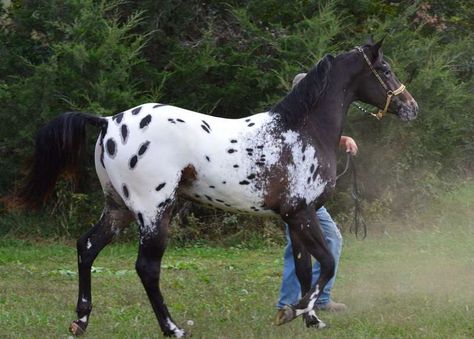 Appaloosa Horses for Sale by State Appaloosa Horses For Sale, Wild Horse Islands, Leopard Appaloosa, The Centaur, Bill Elliott, Rodeo Horses, Appaloosa Horse, Horse Inspiration, Horse Coats