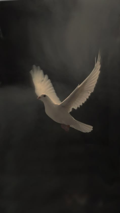 Dove Photographie, Black And White Bird Wallpaper, Bird Pfp Aesthetic, Moon Black And White Aesthetic, Dove Wallper Aesthetic, Bird Flying Aesthetic, Doves Aesthetic, Christian Profile, Dove Aesthetic