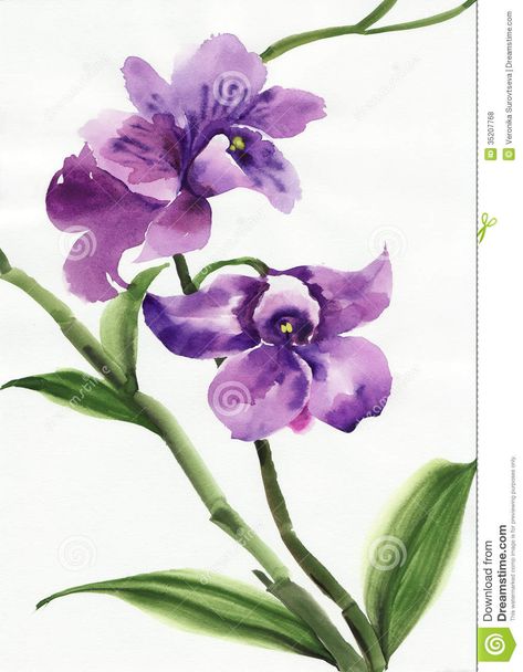 Orchids Watercolor, Orchids Purple, Watercolor Orchids, Orchid Watercolor, Orchid Illustration, Orchid Drawing, Orchids Painting, Orchid Photography, Pomegranate Art