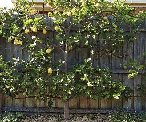 An espaliered ‘Eureka’ lemon tree is an efficient use of space along the driveway. Lemon Tree Backyard, Tree In Backyard, Tree Garden Design, Espalier Fruit Trees, Backyard Gardening Ideas, Pruning Fruit Trees, Growing Fruit Trees, Citrus Trees, Backyard Gardening