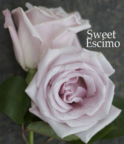 The Blush Rose Study | Flirty Fleurs The Florist Blog - Inspiration for Floral Designers Sweet Escimo Rose, Escimo Rose, Flower Charts, Flower Chart, Wedding Roses, Flower Varieties, Flower Identification, Light Blush Pink, Rose Gardens