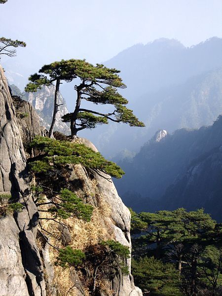 Huangshan Mountains, Huangshan, Haikou, Chinese Landscape, Mountain Peak, Tree Photography, Unique Trees, Landscape Projects, Pine Trees