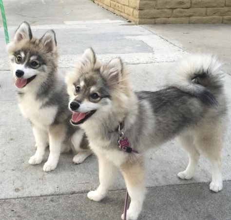 Siberian Husky x Pomeranian Pomsky Dog, Pomeranian Husky, Pomsky Puppies, Pomeranian Lovers, Designer Dogs, Husky Mix, Purebred Dogs, Pomeranian Puppy, Cute Dogs And Puppies