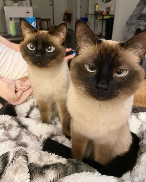 Siamese Kittens, Silly Cats Pictures, Pretty Animals, Cat Aesthetic, Cute Cats And Kittens, Funny Cute Cats, Silly Cats, Siamese Cats, Little Animals