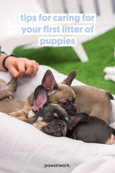 Preparing For Puppies, Raising A Litter Of Puppies, Preparing For New Puppy, Preparing For A Litter Of Puppies, Puppy Guide, Dog Whelping, Dog Whelping Box, Whelping Box, Puppy Litter