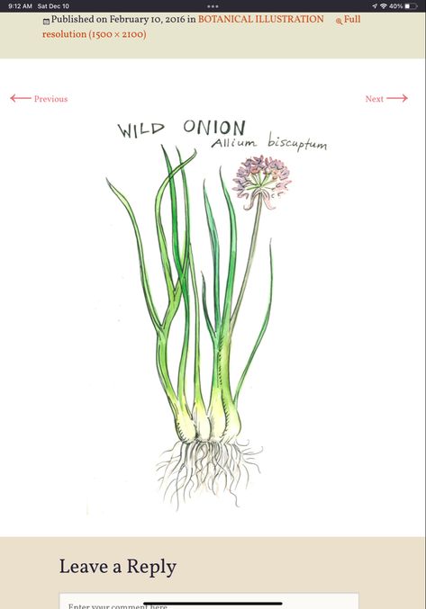 Green Onion Tattoo, Wild Garlic Tattoo, Wild Onion Tattoo, Garlic Flower Drawing, Spring Onion Drawing, Garlic Flower, Onion Flower, Wild Onions, Botanical Illustration