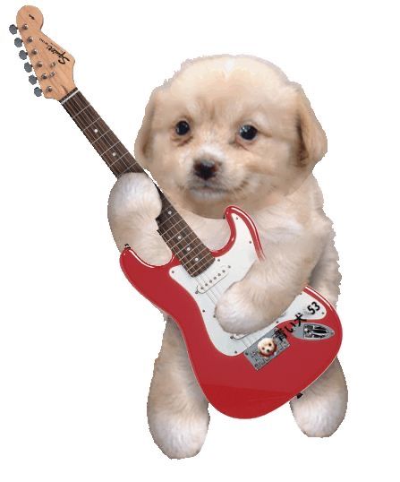 Silly Dogs, Silly Animals, Cute Animals, Guitar, Puppies, Humor, Memes, Dogs, Funny