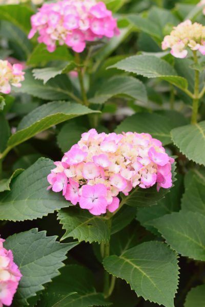 Hydrangea Types, Zone 9 Gardening, Hardy Hydrangea, How Plants Grow, Popular Plants, Hydrangea Landscaping, Types Of Hydrangeas, Climbing Hydrangea, White Flower Farm