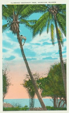 Postcard, Climbing Coconut Tree, Hawaiian Islands, ca. 1935, Aloha Hawaii Scrapbook Climbing Coconut Tree, 60s Beach, Hawaii Postcard, Hawaii Scrapbook, Hawaii Living, Tiki Hawaii, Tiki Style, Beautiful Hawaii, Hawaii Art