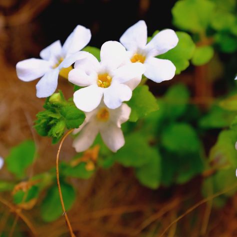 Bacopa is a plant that delivers a great many health benefits and has an elevated therapeutic value and very interesting medicinal properties. Use and application of bacopa Bacopa Benefits, Western Medicine, Nursing Mother, Irritable Bowel, Oil Plant, Diy Health, Perennial Plants, Refreshing Drinks, Herbal Medicine