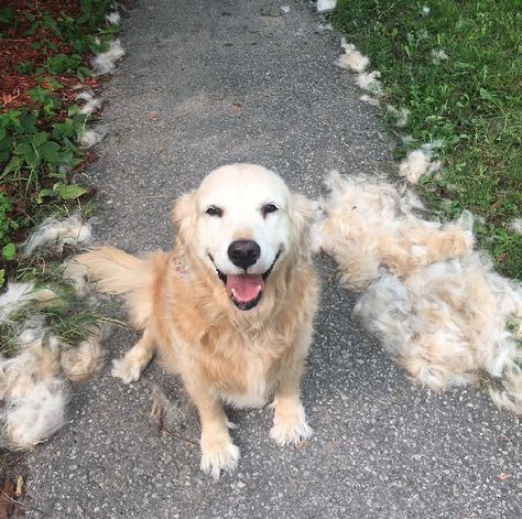 Brushing your dog's coat you also reduce shedding, prevent painful mats, and help your dog stay comfortable. But in order for all of this to take place, you need to know what type of brush is going to be ideal for your dog and the proper way of using it. #dogbrush #dogshed #doggrooming Dog Brush For Shedding, Grooming Hacks, All Types Of Dogs, Long Haired Dogs, Cheese Dog, Dog Brushing, Types Of Coats, Best Brushes, Dog Shedding