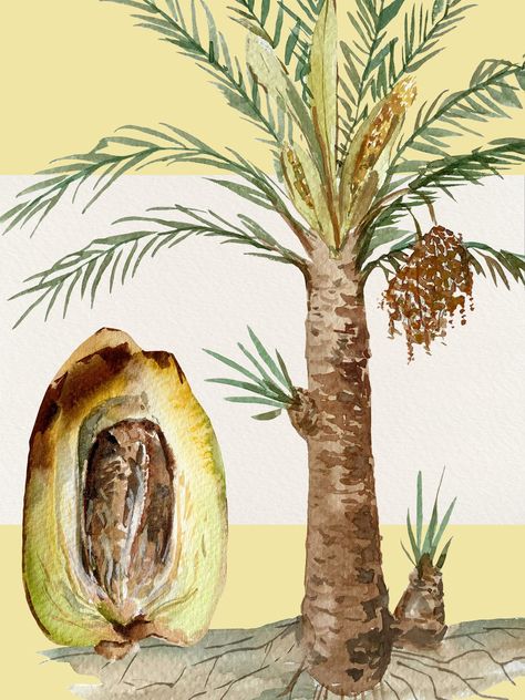 WHAT YOU GET:  - 23 individual elements on transparent background         - 8 ripening stages of dates          - 13 date fruit varieties         - date palm and date half - High resolution - Hand-painted watercolor You'll need to unzip files before usage. Wish you inspiration! Dates Illustration Fruit, Dates Palm Tree, Date Tree, Date Palm Tree, Kitchen Painting Art, Palm Tree Sketch, Fruit Collage, Dates Tree, Elephant Clip Art