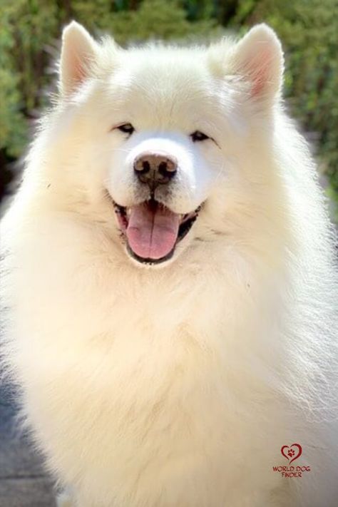 Maybe the most famous white fluffy dog in the world is the Samoyed. These dogs have stunning, pure-white coats that are as soft as clouds. They are known as “white fluffy dogs” and it is a nickname that suits them completely. These fluffy white dogs originated in the northern parts of Russia so they had to have a thick, double coat that will protect them from the harsh elements. #dog #dogs #fluffydogs #fluffydogbreed #samoyed #dogbreed Dog Side Eye, Pfps For Tiktok, White Fluffy Puppies, Puppy Pfp, Cute White Puppies, White Fluffy Dog, Fluffy Dog Breeds, Pink Dog Beds, Preppy Dog