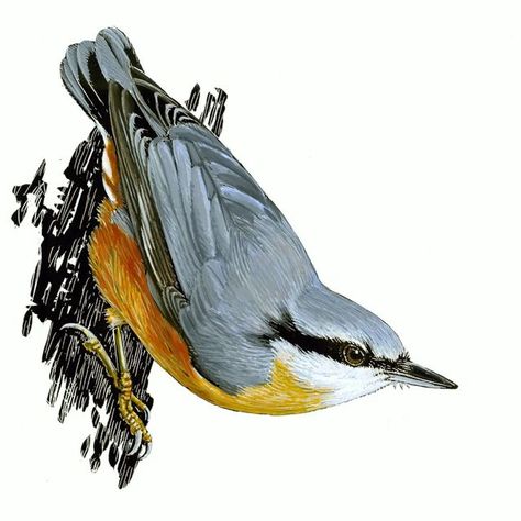 Nuthatch Tattoo, Eurasian Nuthatch, Nuthatch Bird, Bird Watercolor Paintings, Watercolor Birds, Bird Watercolor, Reference Pics, Bird Tattoo, Birds Tattoo