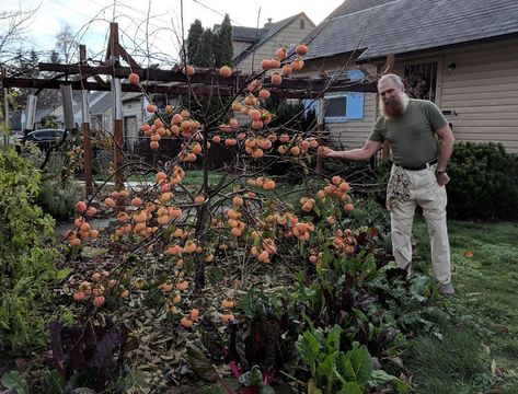 Fuyu Persimmon Tree, Small Fruit Trees, Persimmon Tree, Espalier Fruit Trees, Tree Support, Garden Ideas Cheap, Tree Pruning, Fruit Tree, Native Garden