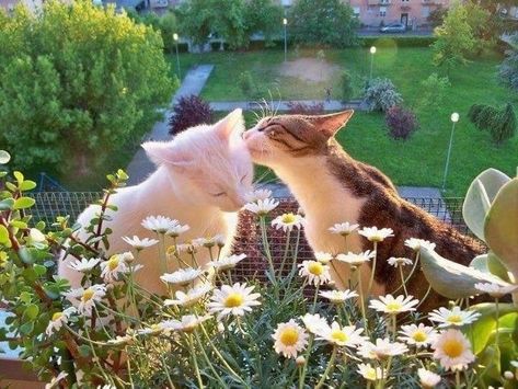 Söt Katt, Two Cats, + Core + Aesthetic, Cat Aesthetic, Cute Kittens, Cute Creatures, Nature Aesthetic, Pretty Cats, Cute Little Animals