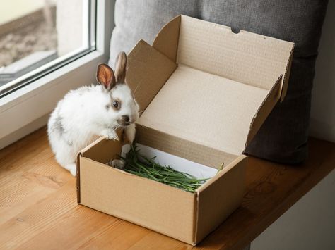 The 10 best rabbit toys in 2021 for chewing, digging, enrichment, and hiding Bunny Enrichment, Rabbit Enrichment, Pet Rabbit Care, Wild Rabbit, Rabbit Care, Enrichment Activities, Bunny House, Pet Bunny, Old Cats