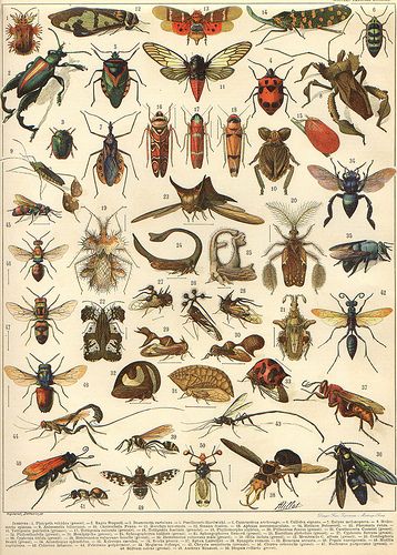 Larousse illustrations - via janwillemsen - series of lithographs from beginning 20 th century larousse encyclopedias Vintage Insect Prints, Biology Poster, Adolphe Millot, French Illustration, Vintage French Posters, History Posters, Insect Print, Picture Boxes, History Painting