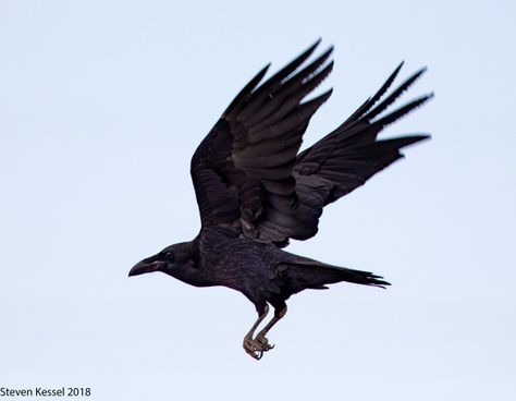 Common Raven In Flight | Sonoran Images Raven In Flight, Raven Flying, Raven Pictures, Creepy Animals, Raven Wings, Raven Bird, Crow Bird, Crows Ravens, All Birds