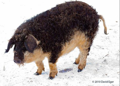 Wooly Pig, Mangalitsa Pig, Pig Showing, Teacup Pigs, Pig Stuff, Animal Magnetism, Fuzzy Wuzzy, Show Cattle, Guinea Pig Care