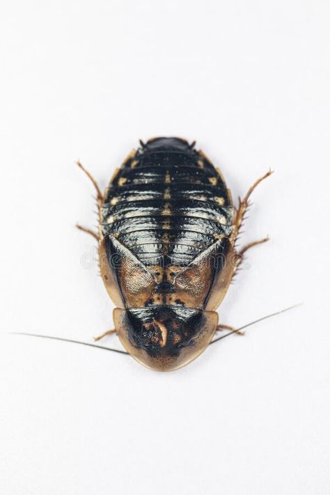 Blaptica dubia, Dubia roach, also known as the orange-spotted roach in the labor #Sponsored , #sponsored, #SPONSORED, #dubia, #spotted, #labor, #Dubia Dubia Roaches, About Study, Labor, Orange, Animals, Quick Saves