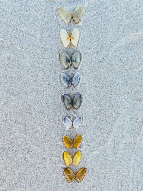 Coquina clam shells laid out on the sand to look like butterflies Butterfly Shell Tattoo, Coquina Shell Tattoo, Coquina Tattoo, Coquina Shells, Aesthetic Tattoo Ideas, Seashells Photography, Shell Tattoo, Seashell Tattoos, Mother Daughter Tattoo