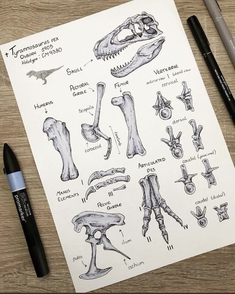 Dinosaur Fossils Drawing, Palaeontology Aesthetic, Paleontology Activities For Kids, Dinosaur Bones Drawing, Fossil Sketch, Fossils Drawing, Dinosaur Skeleton Drawing, Paleontologist Aesthetic, Paleontology Aesthetic