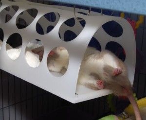 People are so clever!  Today I bring you 4 easy DIY rat condos,cages or hutches from modified Ikea furniture.  You can, of course, use other furniture too and Rat Cage Diy, Diy Rat Toys, Pet Rat Cages, Hamster Ideas, Rat Cage Accessories, Rat Care, Rat Hammock, Rat House, Dumbo Rat