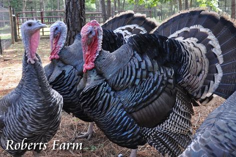 Roberts Farm: Heritage Bronze Turkeys Turkey Breeds, Bronze Turkey, Family Compound, Tom Turkey, Hatching Eggs, Wild Turkey, Poultry Farm, Live Animals, Small Farm