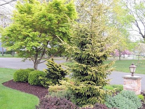 Coral Bark Maple, Coral Bark Japanese Maple, Designing A Garden, Japanese Maple Tree, Perennial Shrubs, Acer Palmatum, Japanese Maple, Backyard Projects, Spring Blooms