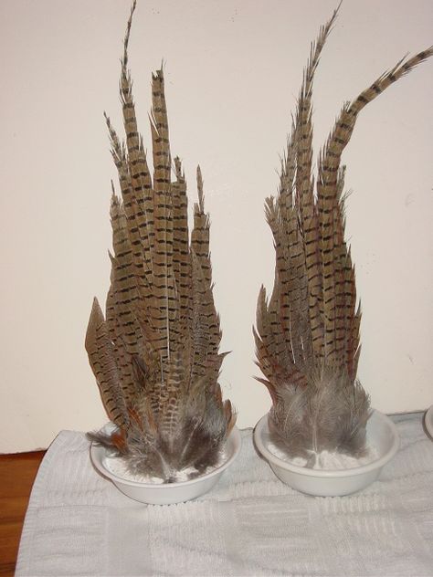 How to Preserve Pheasant Tails - TexasBowhunter.com Community Discussion Forums Pheasant Tail Feathers Decor, How To Preserve Bird Wings, Pheasant Feather Display, Pheasant Tail Display, Pheasant Tail Mount, Pheasant Mounts, Pheasant Feather Decor, Game Display, Hunting Crafts