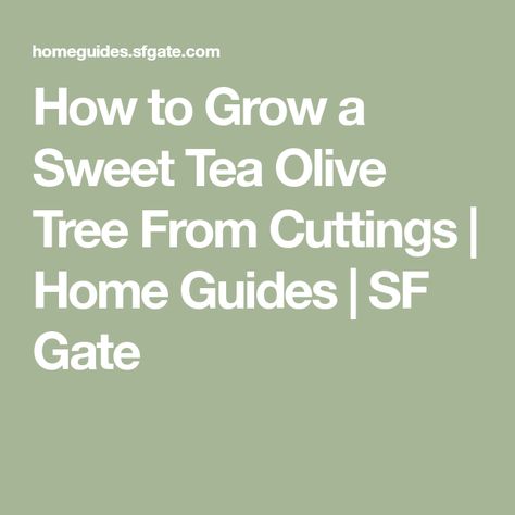 How to Grow a Sweet Tea Olive Tree From Cuttings | Home Guides | SF Gate Tea Olive Tree, Sweet Olive Tree, Osmanthus Fragrans, Garden Shrubs, Fragrant Flowers, Growing Tree, Olive Tree, Sweet Tea, Trees And Shrubs