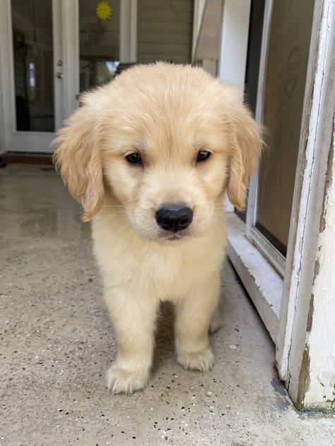 My golden retriever pup, Martini (Marti for short)! 8 weeks old. 8 Week Old Golden Retriever, Pet Claims, Small Golden Retriever, School Pov, Golden Retriever Cross, Female Golden Retriever, Golden Dogs, Golden Retriever Baby, Puppy Fever