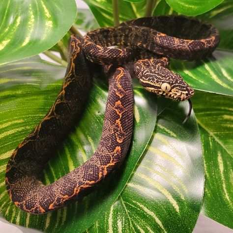 CB 2022 Amazon Tree Boa by Poey's Boas - MorphMarket Amazon Tree Boa Enclosure, Boa Enclosure, Monitor Enclosure, June 2022, Baby Birth, Amphibians, Snakes, Reptiles, Nature Inspiration