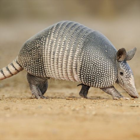 Armadillo Animal, Creepy Crawlies, Koala, Wonders Of The World, Mammals, Animals Wild, Cute Animals, Animals, Pantanal