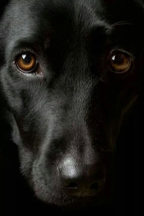 Love black labs soo much. Lovely big brown eyes. Regard Animal, Labrador Noir, Pampered Pooch, Dog Photograph, Black Labs, Dog Eyes, Black Labrador, Black Lab, Black Dog