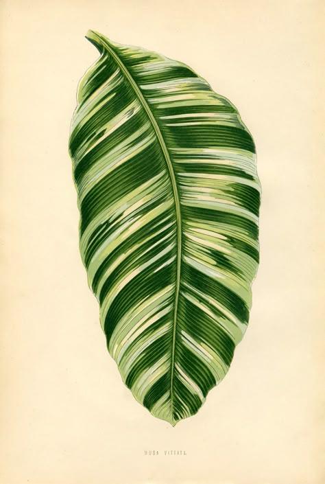 Free Vintage Leaves Image 11 Printable Leaves, Illustration Botanique, Graphics Fairy, Vintage Printable, Scientific Illustration, Botanical Illustrations, Botanical Drawings, Banana Leaf, Vintage Botanical