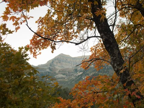 Sundance Utah, Fall Boards, Fall Mood Board, Orange Leaves, Mazzy Star, Season Of The Witch, Seasons Of The Year, Best Seasons, Fall Aesthetic