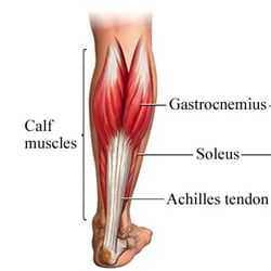 Calf Strain Exercises, Calf Exercises At Home, Cardio Aesthetic, Achilles Stretches, Soleus Muscle, Gastrocnemius Muscle, Calf Strain, Calf Exercises, Muscle Stretches