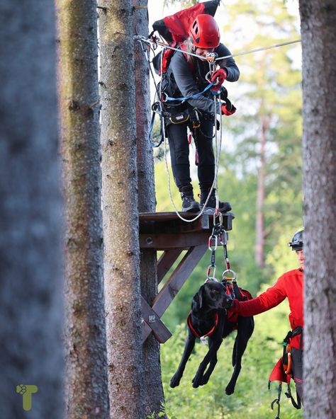 Not all SAR (search and rescue) dogs perform the same type of searches. Some dogs are tracking dogs, while others are air-scent dogs. Tracking (or trailing) dogs work with their noses to the ground, following a trail of human scent. They need a starting point where the person was last seen and/or an article with the person's scent. These dogs can follow trails that are several days old, even distinguishing between different trails and following scent over varied terrain. They can even track ... Search And Rescue Dogs, Military Dogs, Rescue Dog, Search And Rescue, Rescue Dogs, Working Dogs, An Article, Outdoor Adventures, Outdoors Adventure