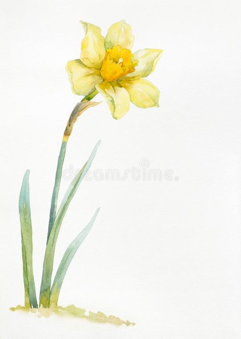 Spring Flower Clipart, Daffodil Watercolor, Kids Tattoo, Daffodil Tattoo, Narcissus Flower, Woodland Wall, Flower Tattoo Shoulder, Flower Sketches, Paper Illustration