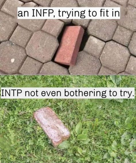 Intp Vs Infp, Intp Memes Funny, Intp Facts, Personalidad Enfp, 16 Personality Types, Introvert Extrovert, Taurus Memes, Free Personality Test, Intp Personality Type