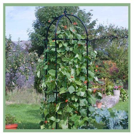 Stylish hand-crafted garden arches include round Arches, wall arches and gothic arches. Exceptional garden arbor range. Our arches are handcrafted in our own studios. 10-year guarantee. Fruit Cages, Pond Covers, Plant Frame, Fruit Cage, Framed Plants, Bean Plant, Runner Beans, Gothic Garden, Tower Garden