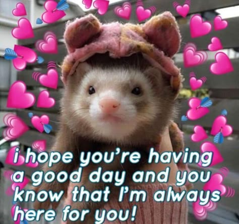 Wholesome-Memes-Facebook-Group Have A Good Day Wholesome, Good Day Meme, Wholesome Pictures, Always Here For You, Cute Love Memes, Good Day Quotes, Söt Katt, Cute Messages, Have A Good Day