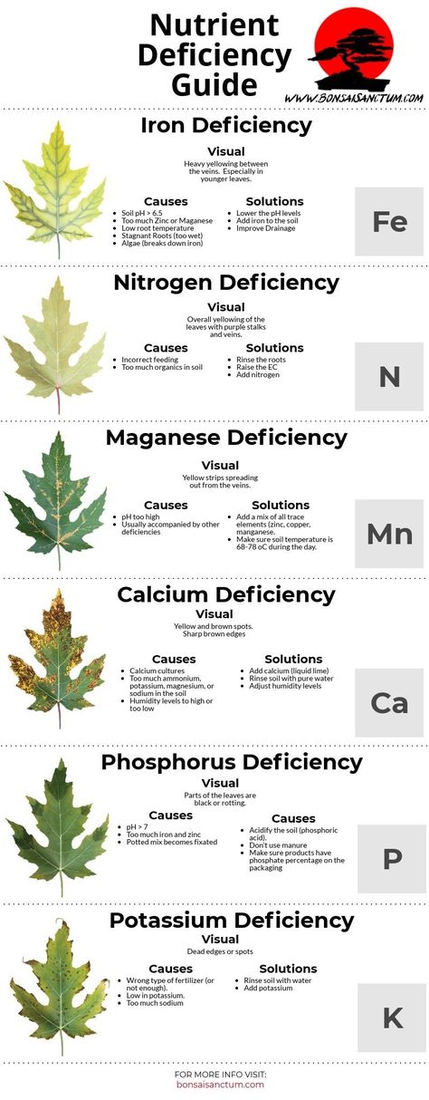 Plant Nutrient Deficiency, Bonsai For Beginners, Plant Deficiencies, Plant Remedies, Smart Agriculture, Plant Pathology, Vegetables Garden, Bonsai Tree Care, Indoor Bonsai Tree