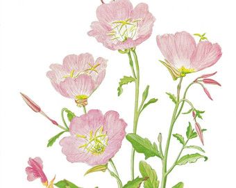 Evening Primrose (6 am), version two Pink Evening Primrose, Evening Primrose Flower, Shabby Cottage Decor, Flower Tat, Mid Century Floral, Floral Clock, Vine Tattoos, Flower Sleeve, Texas Artist