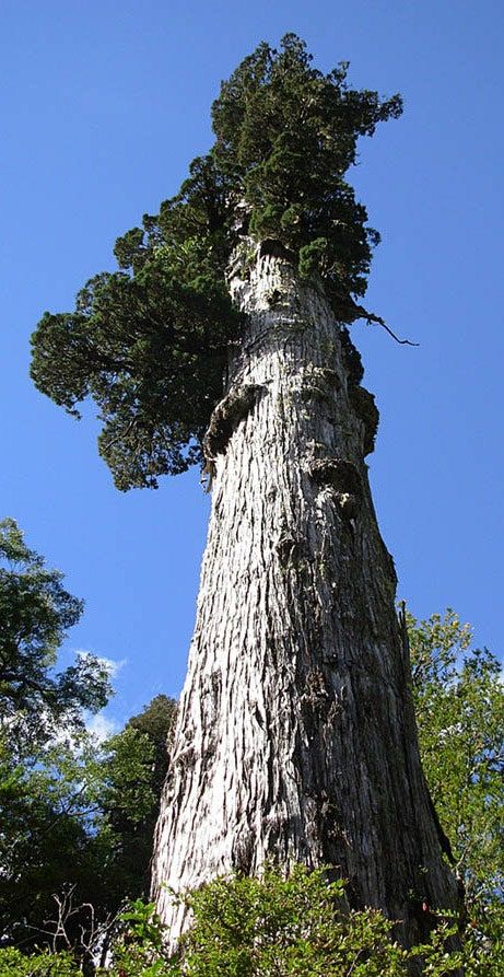 Lords Of The Rings, Earth Rings, Weird Trees, Tree Species, Giant Tree, Old Tree, Old Trees, Ancient Tree, Unique Trees