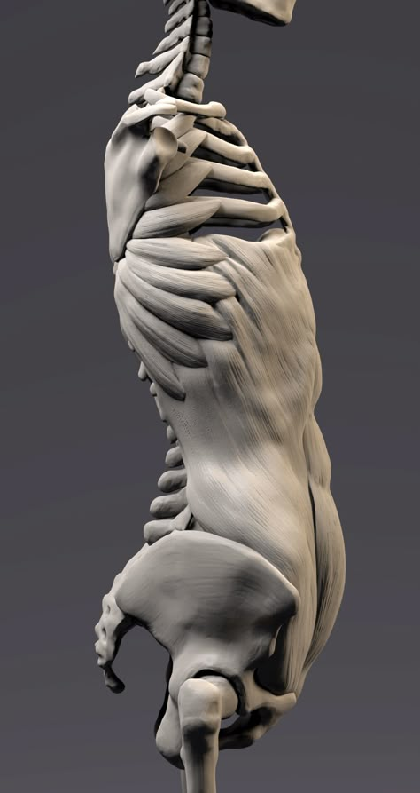 Digital sculpture showing external oblique and serratus anterior muscles External Oblique, Oblique Muscles, Serratus Anterior, Drawing Anatomy, Anatomy Sculpture, Digital Sculpting, Human Body Anatomy, Anatomy Tutorial, Digital Sculpture