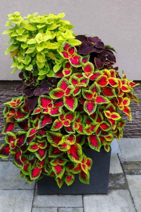 How To Save Coleus Plants This Fall - Keep Your Beautiful Coleus Plants Alive For Next Year! How To Overwinter Coleus, Overwinter Coleus, Overwintering Coleus, Fall Container Gardening, Coleus Containers, Propogating Plants, Coleus Care, Fall Container Plants, Patio Flower Pots